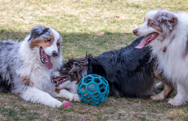 Three Dogs, Two Balls