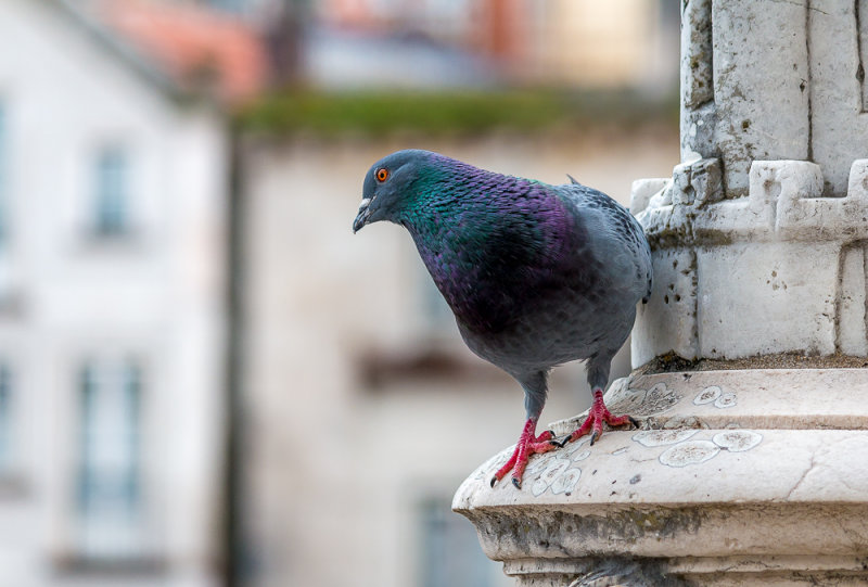 Even the Pigeons in Portugal Were Pretty