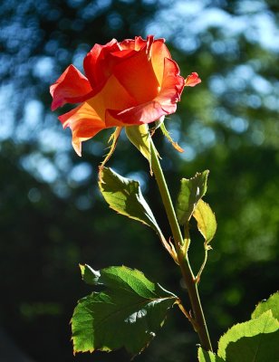 A Summer Rose
