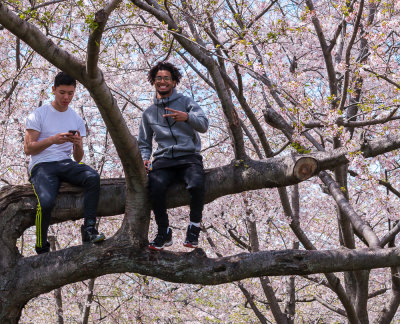 Enjoying The Cherry Blossoms