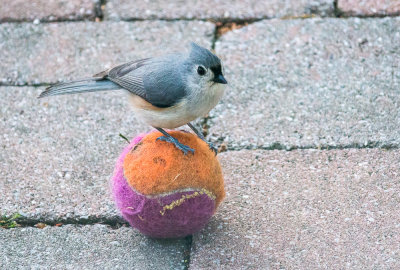 Tufted Titmouse Trying Tennis