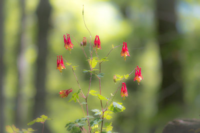 A Fragile Find In The Forest