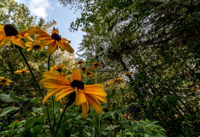 Ant's Eye View of the Black-Eyed Susans