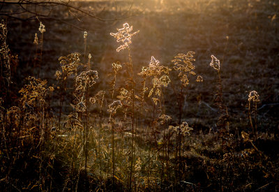 Some Late Day Sun