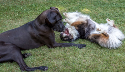 It's Too Hot to Play, Let's Just Roll Around on Our Backs