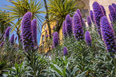The Pena Palace Through Purple Flowers