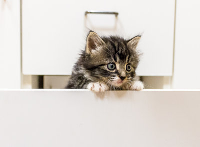 Kitten in a Drawer