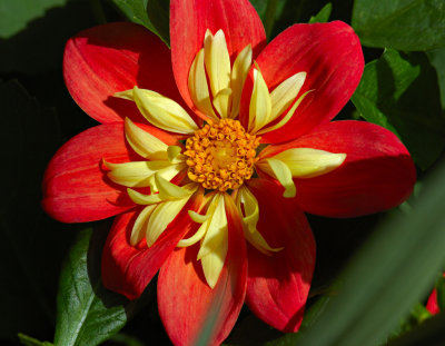 Dahlia 01.jpg