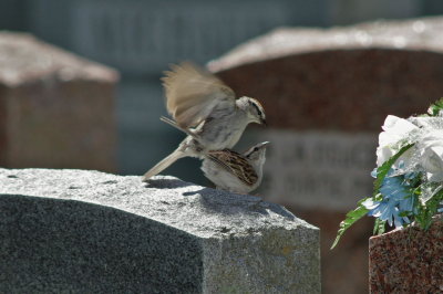 IMGP5087.JPG
