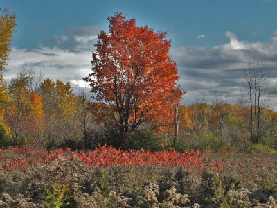 DSCF2731.JPG