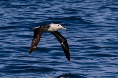 Black-browed albatross 