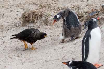 Gentoos and striated caracara