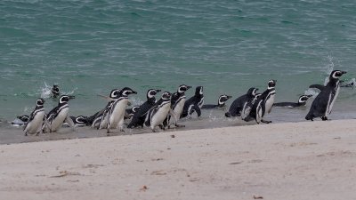 Magellanic penguins 