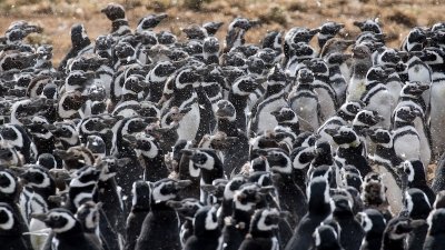 Magellanic penguins 