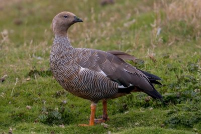 Ruddy-headed goose