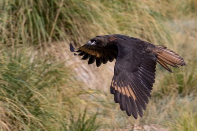 Striated caracara 