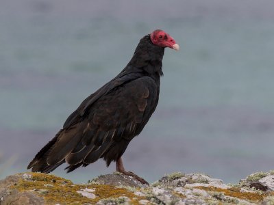 Turkey vulture 