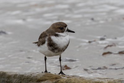 Two-banded plover
