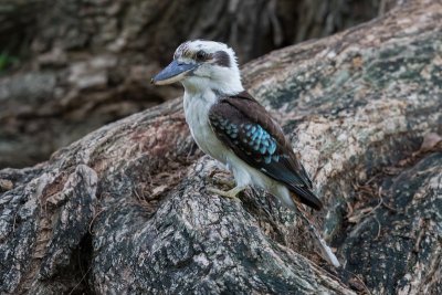Kookaburra, Brisbane, Australia