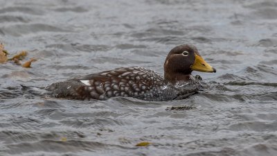 Falkland Steamer duck 