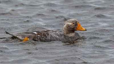 Falkland Steamer duck 