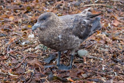Falkland skua 