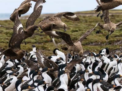 Falkland skuas and Imperial shags