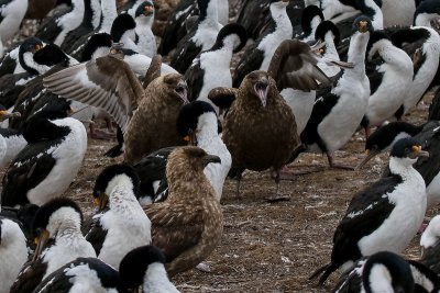 Falkland skuas and Imperial shags 