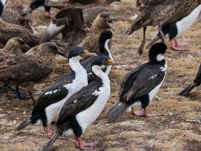 Falkland skuas and Imperial shags 