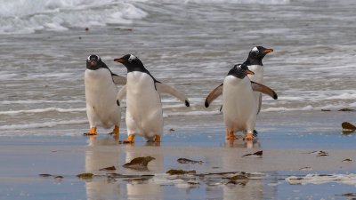 Falklands - Bleaker Island