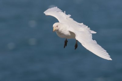 Pale-faced sheathbill 