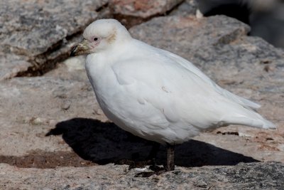 Pale-faced sheathbill