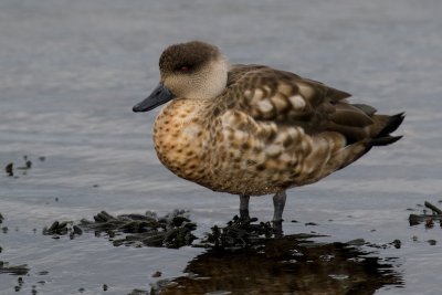 Patagonia crested duck
