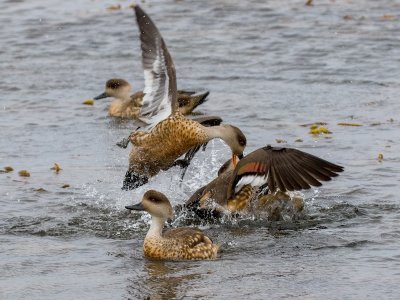 Patagonian crested ducks 