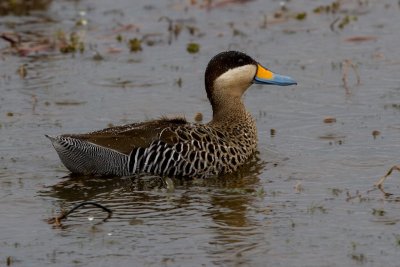 Silver teal