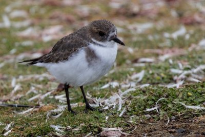 Two-banded plover 