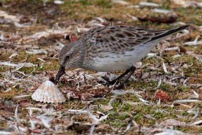 White-rumped sandpiper