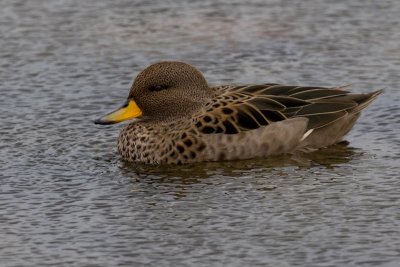 Yellow-billed teal