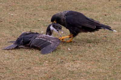 Striated Caracara 