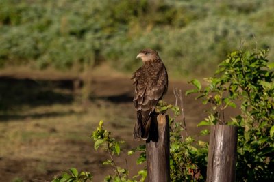 Chimango caracara, Easter Island