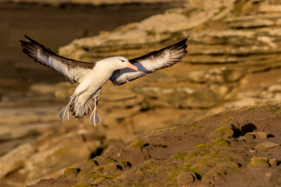 Black-browed albatross 