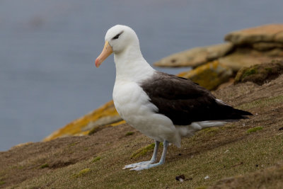 Black-browed albatross 