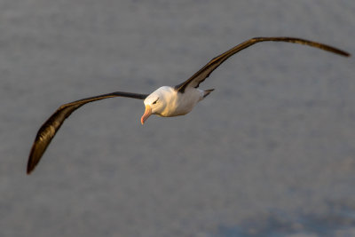Black-browed albatross 