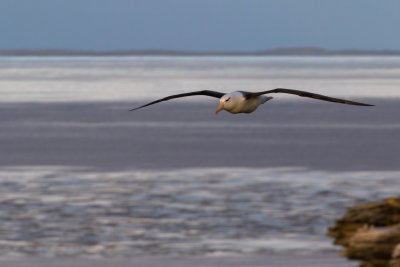 Black-browed albatross 