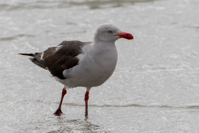 Dolphin gull
