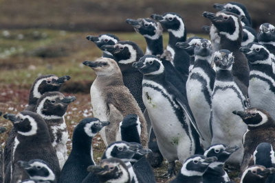 Magellanic penguins with Isabelline variant