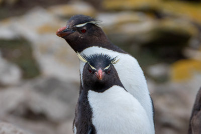 Rockhopper penguins 