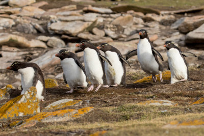 Rockhopper penguins 