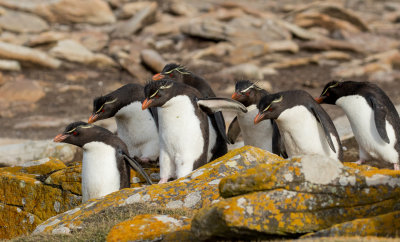 Rockhopper penguins 