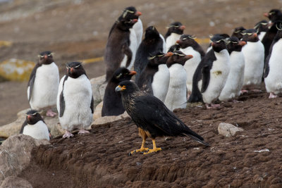 Striated caracara and Rockhoppers